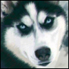 Emblemat u�ytkownika ..::davidek::..